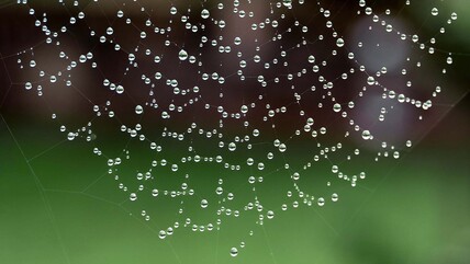 After the rain