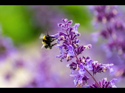 BumbleBee